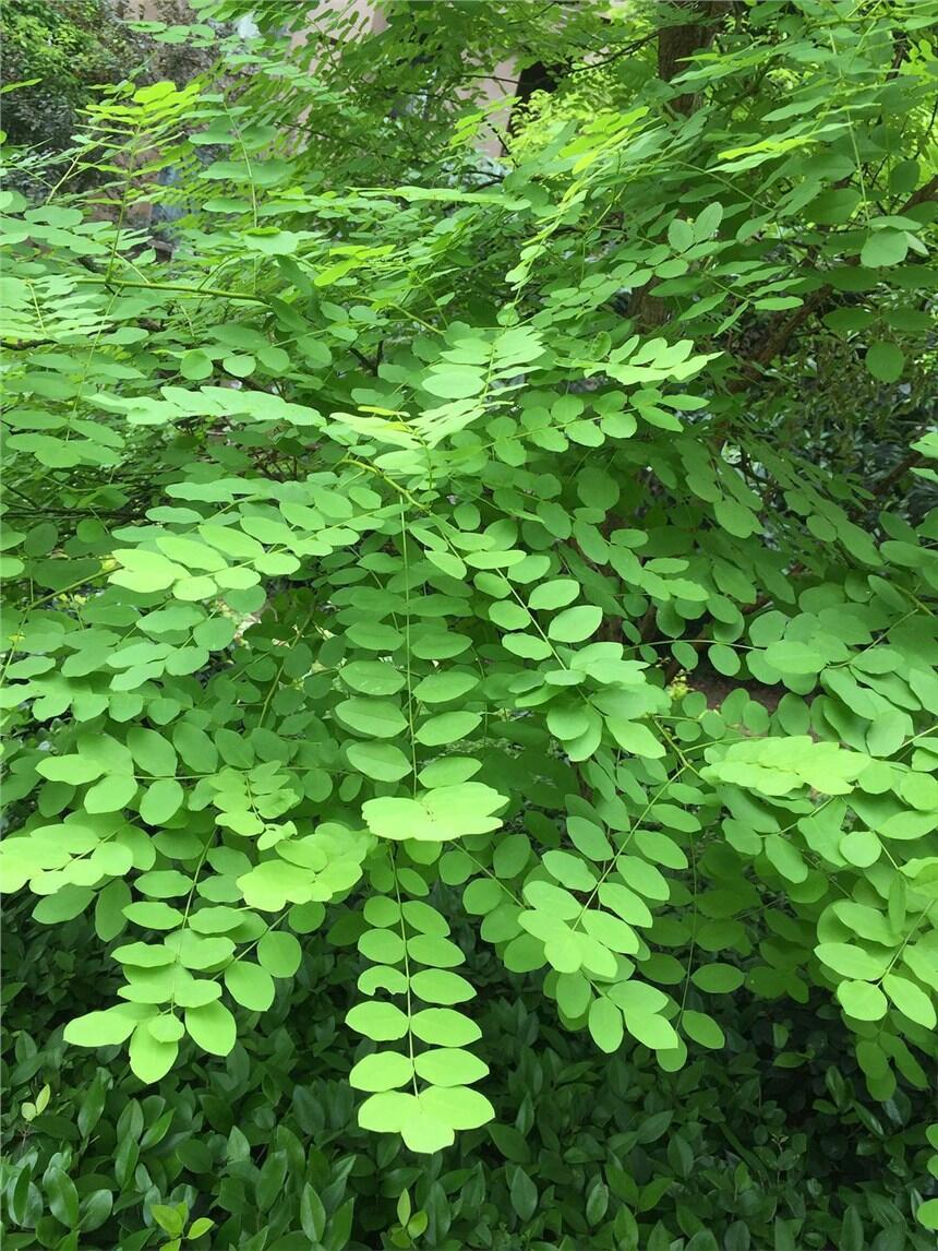 廣西南寧黃花槐灌木種子邊坡綠化護(hù)坡常用黃花決明刺槐紫穗槐承接邊坡綠化噴播植草