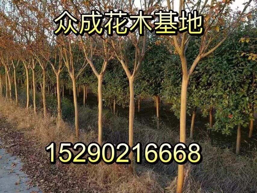 資訊:上海紅花繼木苗哪家買