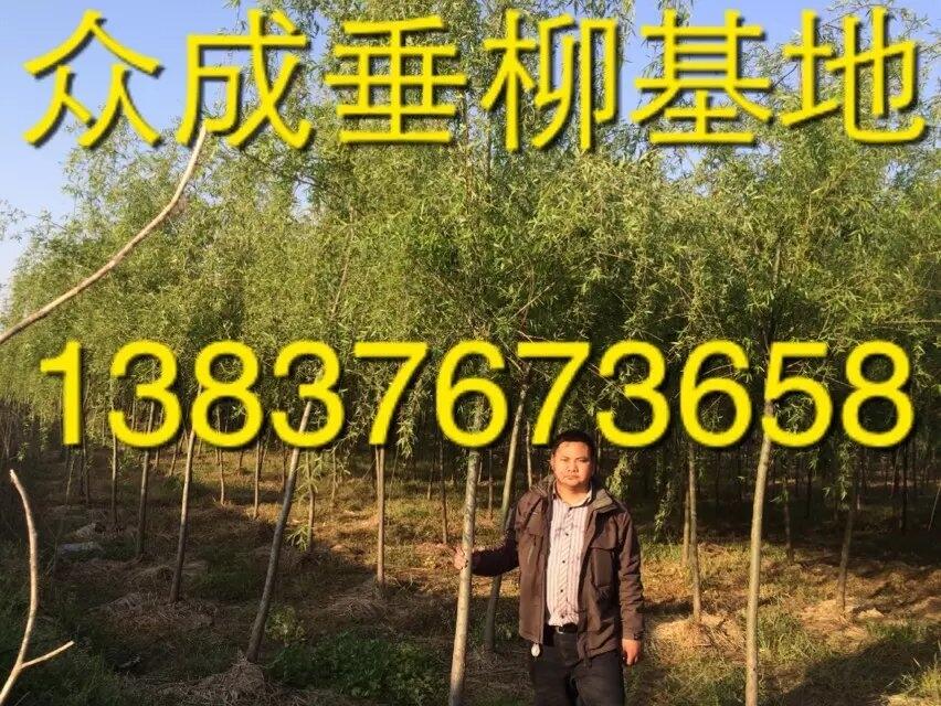 推荐:芜湖5公分丁香价格