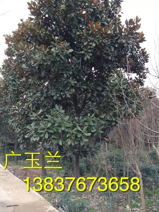 资讯:临汾迎春小苗苗圃处理