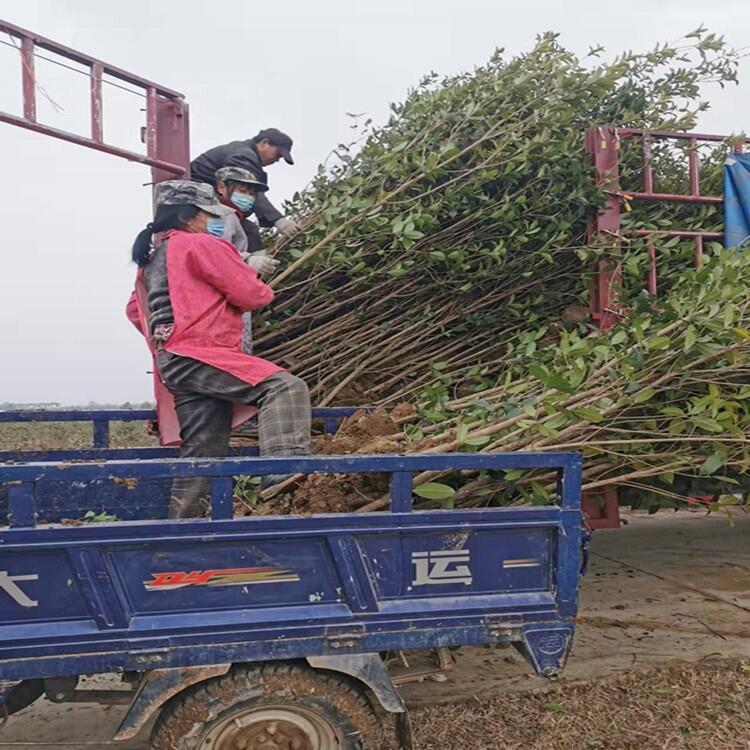 濱州市6公分桂花批發(fā) 2公分剛竹全國供應價格