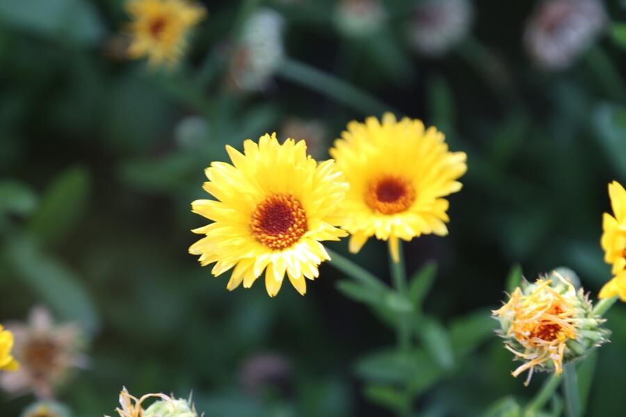 北京绿鑫花种金盏菊