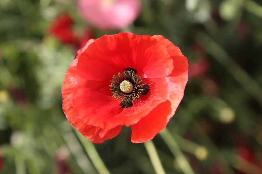 北京綠鑫花種虞美人