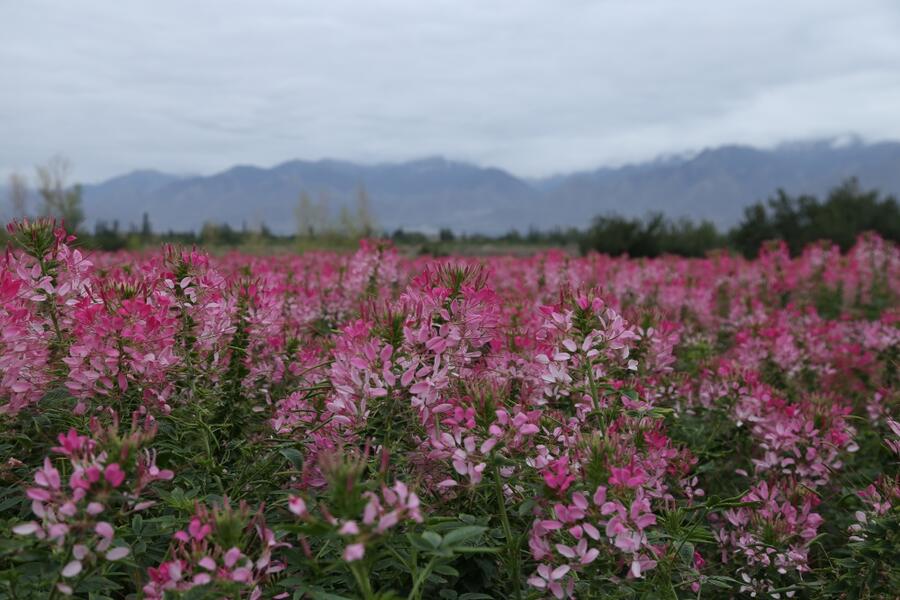 北京綠鑫花種醉蝶花