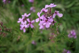 北京綠鑫花種藍香芥