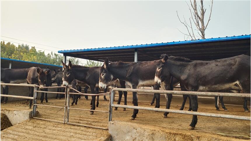 德州肉驢報價 肉驢市場