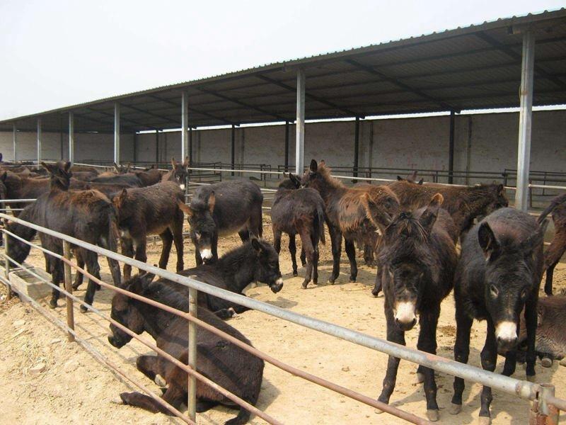 纯种肉驴图片纯种肉驴养殖基地