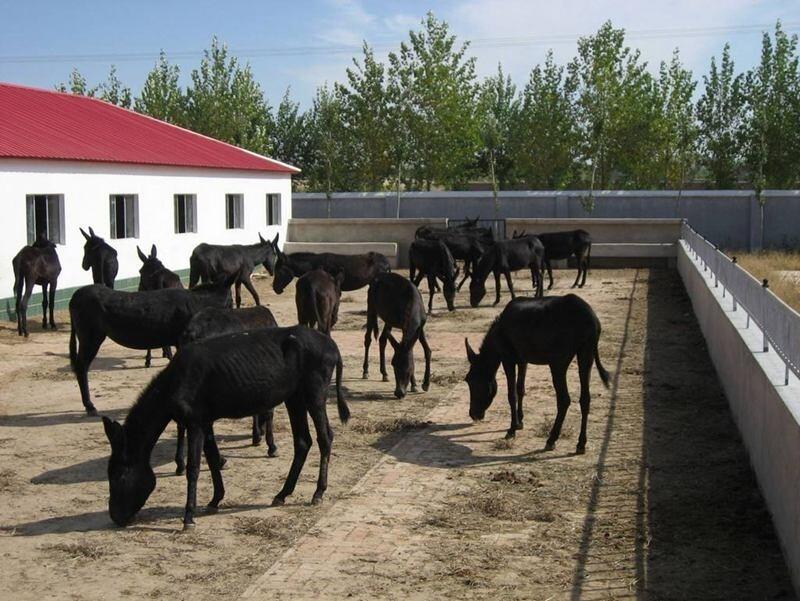 纯种肉驴市场价卖纯种肉驴全国包送