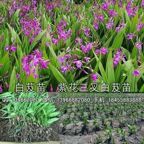 白芨種苗種植基地批發(fā),紫花三叉白芨苗價格