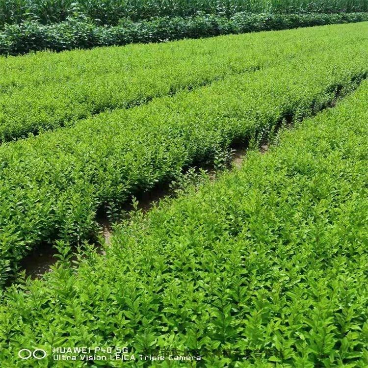 青海紫葉水蠟水蠟球自家播種小苗圃地直銷量大優(yōu)惠