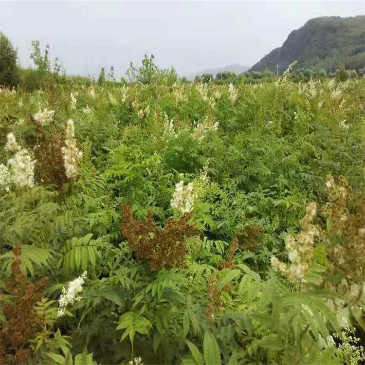 辽宁珍珠梅基地 丛生珍珠梅 60-120高 大量批发