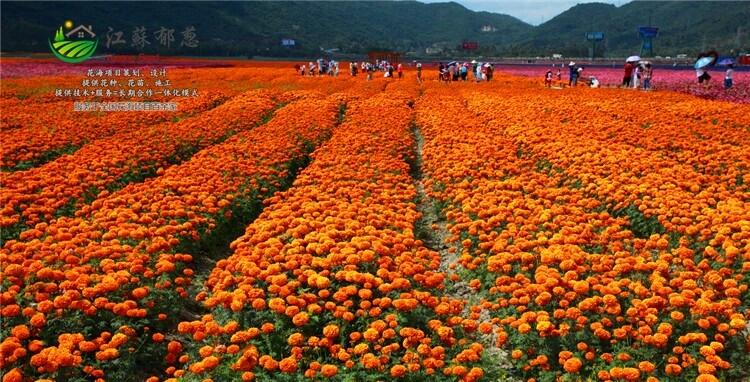 延安花海案例