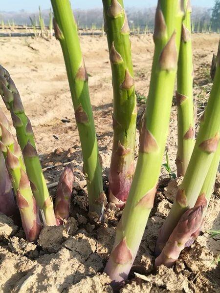 露天芦笋种植销售基地