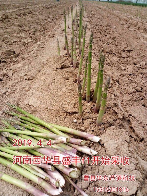  山东芦笋种子批发种植基地