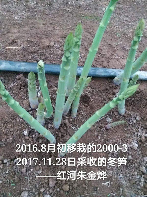  山东芦笋种植技术哪家好