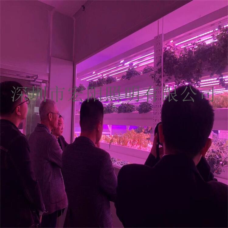 宣城植物生長燈管 滁州植物燈管 巢湖LED植物燈