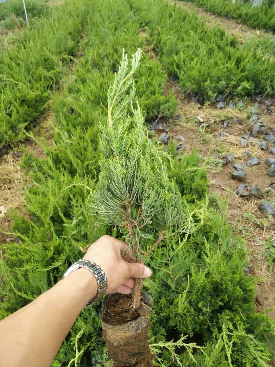 道路綠化苗木，道路兩側常用的綠籬植物，道路兩側的苗木種類