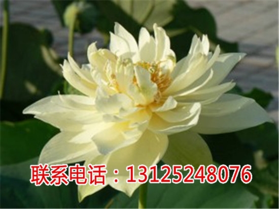 花蓮種植_太空蓮3號價格_廣昌千戶特產(chǎn)