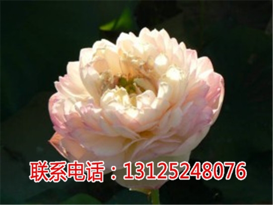 紅花蓮種苗_觀賞蓮求購_廣昌千戶特產(chǎn)