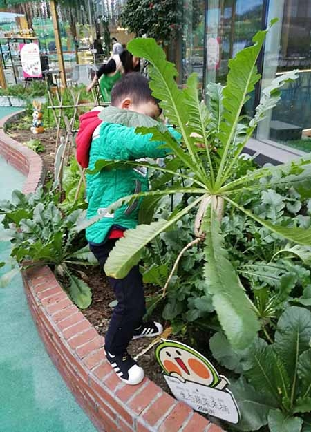 空中菜園設(shè)計(jì),空中菜園