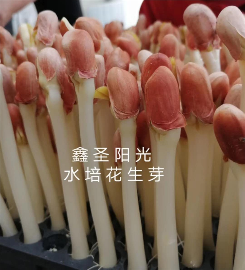 厂家直销花生芽机 水培花生芽机 带制冷花生芽机