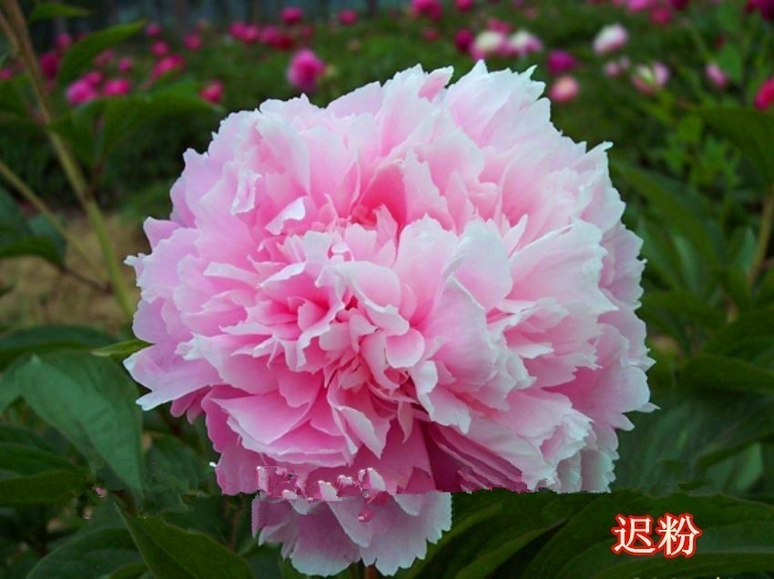 2019观赏芍药市场价位 芍药花播种土地怎么整理