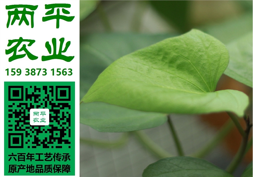 駐馬店紅薯粉條批發(fā)市場，正宗紅薯粉條生產(chǎn)商，紅薯粉條散裝批發(fā)。