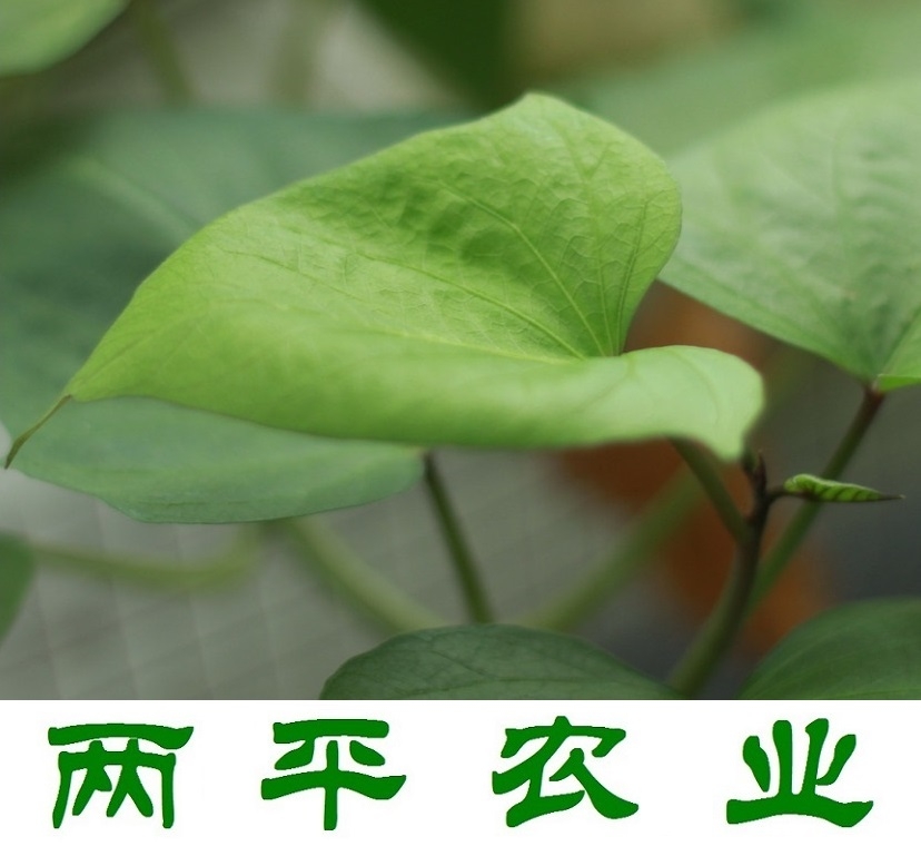 麻江紅薯粉條名優(yōu)推薦，純紅薯粉條生產(chǎn)企業(yè)，正宗紅薯粉條供應(yīng)商。