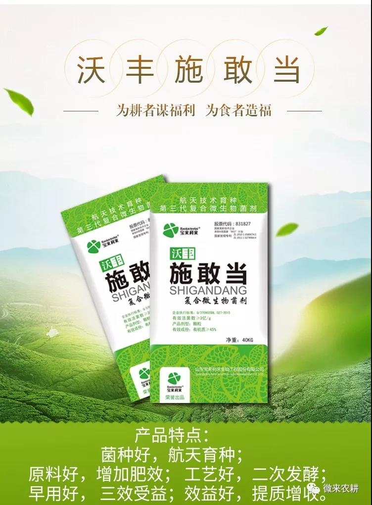 沃豐施敢當(dāng)顆粒肥，大姜的前世今生--好的姜需用好肥料