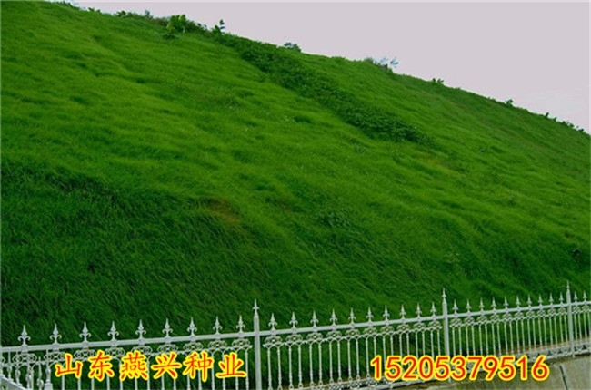 新闻：甘南什么时候种植草坪效果好？