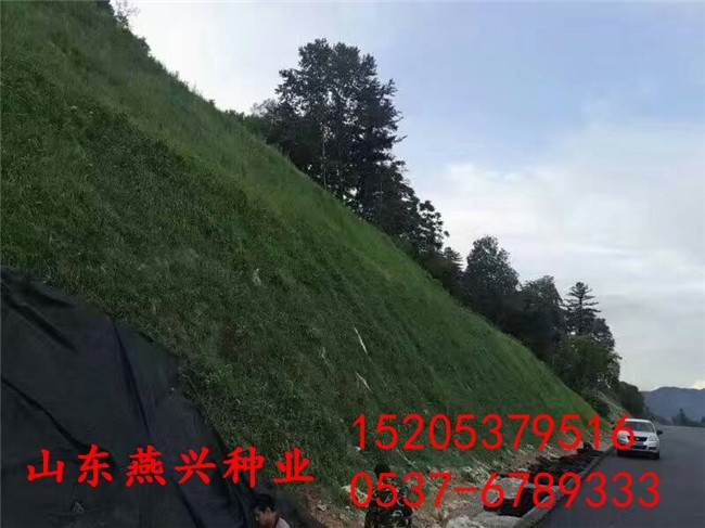 供应：南阳市高速公路边坡要用的草籽和花籽有哪些？