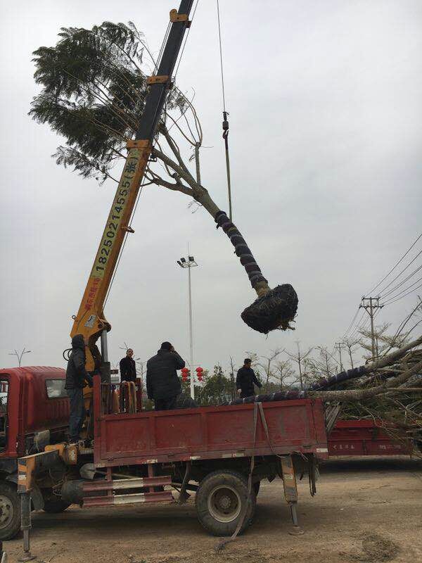 蓝花楹，园林工程绿植，规格齐全，福建苗木基地直销