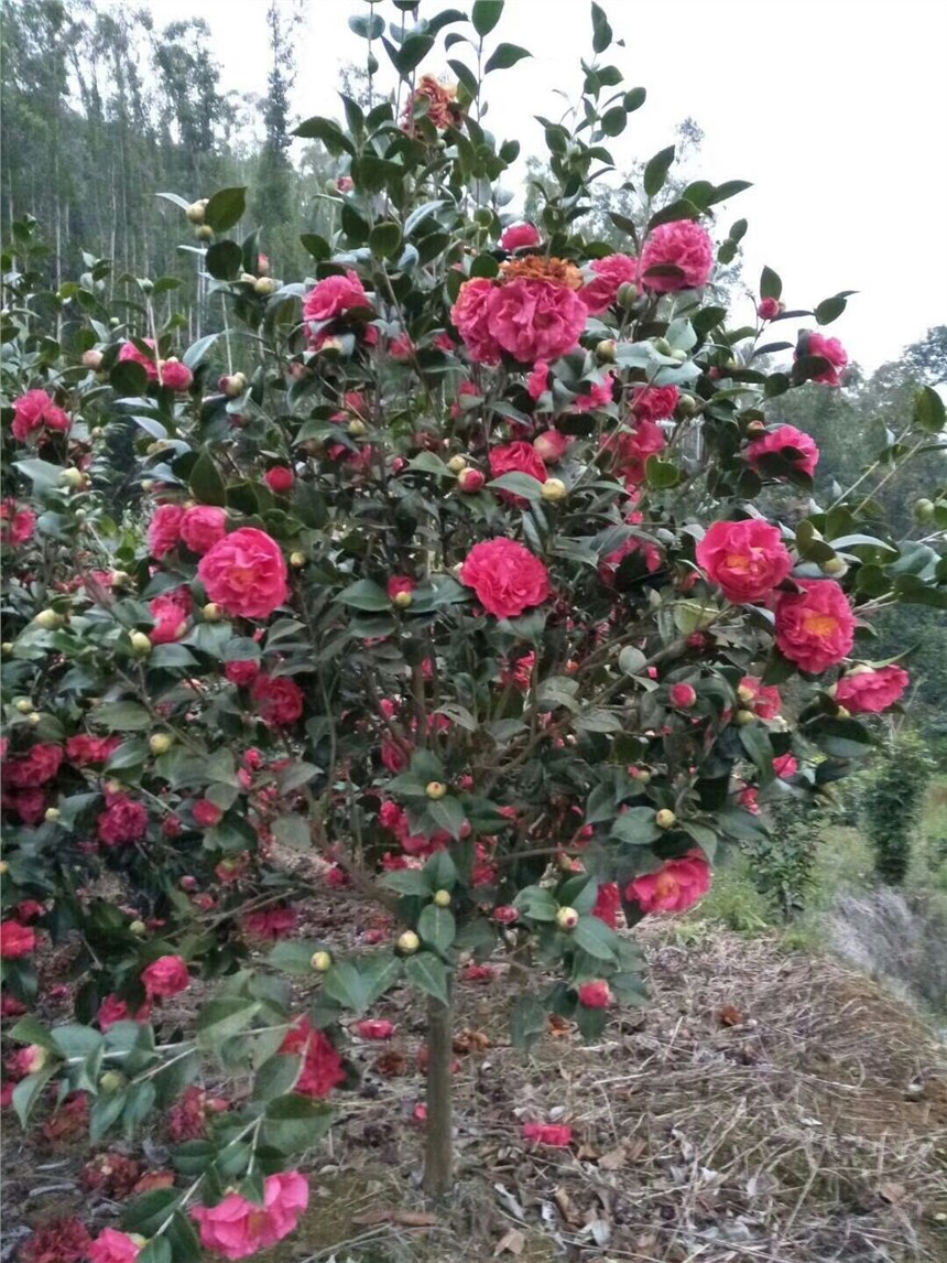 茶花出售园林绿化观赏灌木小苗批发基地批发优质供应