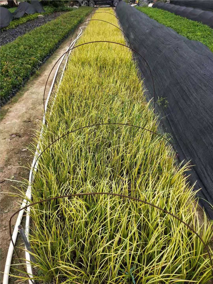 金叶石菖蒲在河南好种植吗金叶石菖蒲目前行情如何