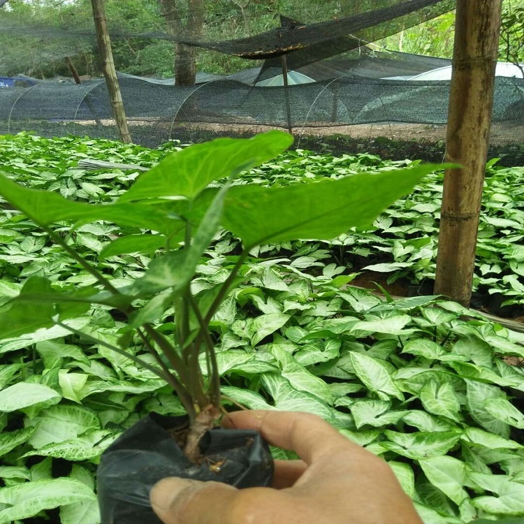 幸辉苗木常年供应繁殖容易用途广泛合果芋