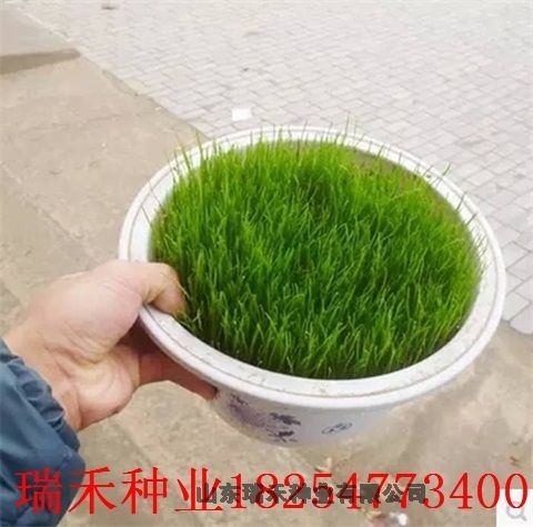 綠化花草坪種子品種價(jià)格大全綠化草花供應(yīng)商