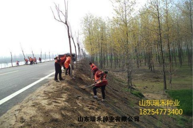 种植草坪种子什么草坪种子厂区