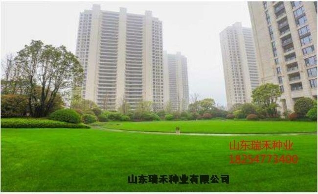 绿化草花批发价格公园