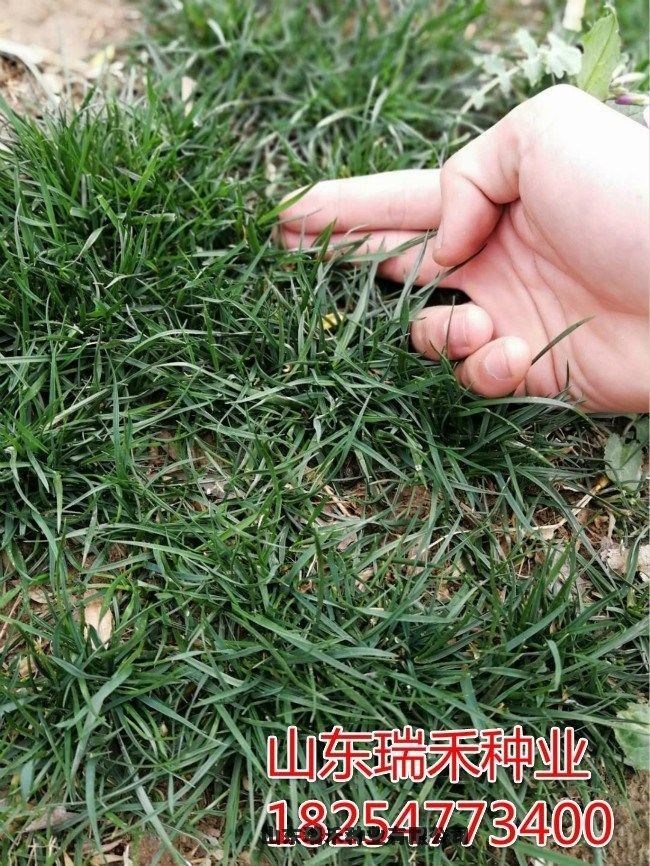 四季青綠化草坪種子怎么種植黑麥草