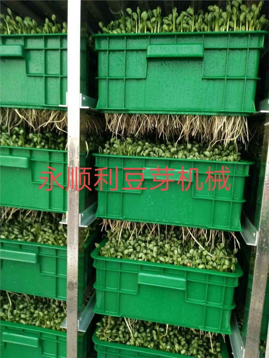 河南濮陽全自動(dòng)豆芽機(jī)廠家直銷