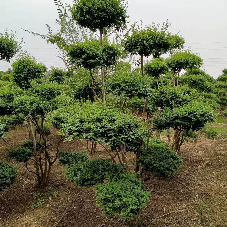 各种规格造型树 存活率高庭院风景树 造型美观黄杨价格