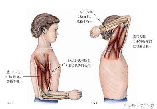 牽伸拉筋 牽伸訓(xùn)練供應(yīng)商