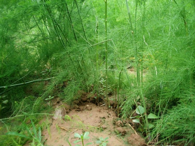 菏泽芦笋  芦笋自产自销 出售芦笋苗批发