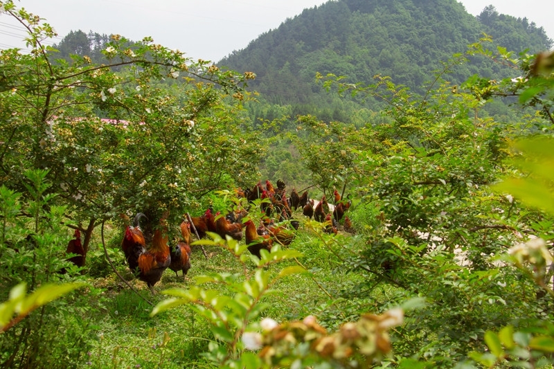 高标准茶叶加工种植可行性研究报告代理