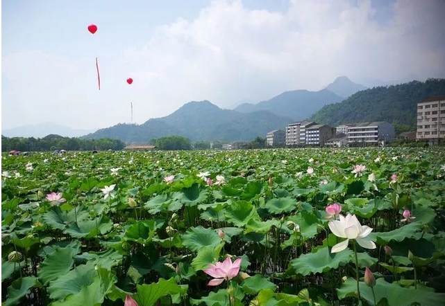 百合生產(chǎn)及深加工基地可行性研究報告提綱