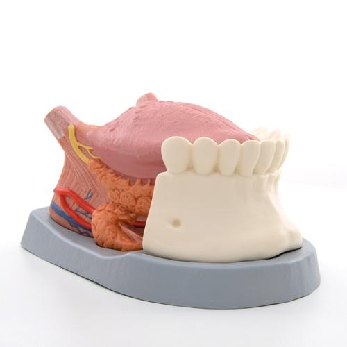 供應人體解剖學舌頭3d模型_德國3B