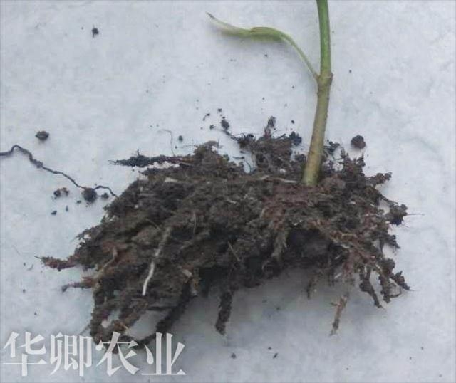 新闻：南岸区生物有机肥价格