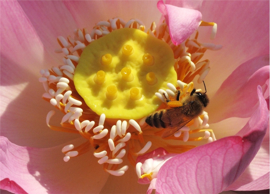 香母粒香精花粉香精紫云香花香香精廠家直銷批發(fā) 玫瑰茉莉萱草百合格蓬清香香精  