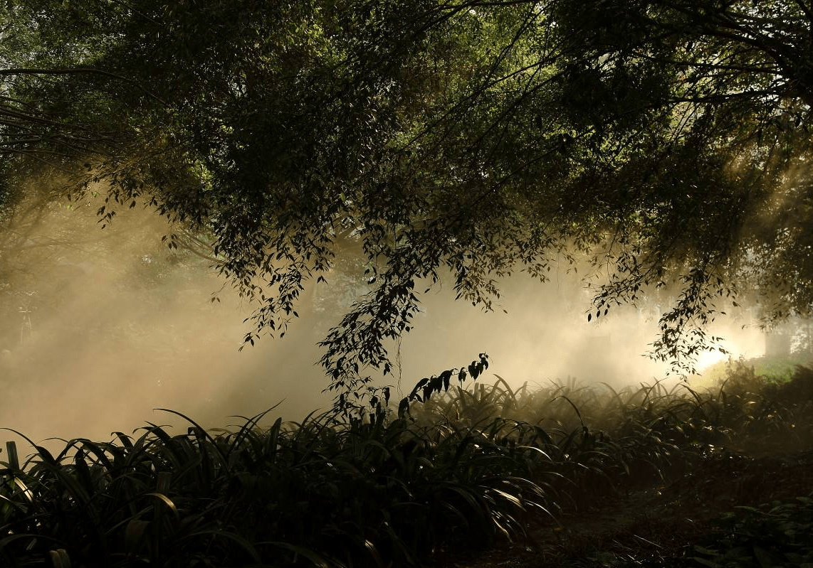 景觀霧森系統(tǒng)安裝修復(fù)人造霧設(shè)備安裝保養(yǎng)