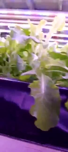 凯森植物灯实验室